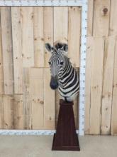 Zebra Pedestal Taxidermy Mount