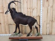 African Sable Antelope Full Body Taxidermy Mount