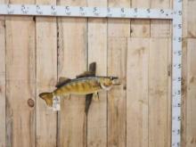 29" Walleye Real Skin Fish Taxidermy