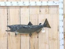 32" Salmon Real Skin Fish Taxidermy
