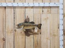 24" Largemouth Bass Real Skin Fish Taxidermy