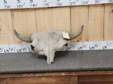 Ancient Bison Buffalo Skull Fossil