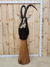 African Sable Antelope Pedestal Taxidermy Mount