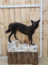 Canadian Black Wolf Full Body Taxidermy Mount