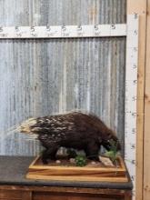 African Porcupine Full Body Taxidermy Mount