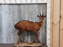 Peters Duiker Full Body Taxidermy Mount