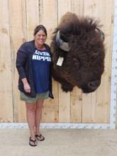 BIG American Bison Buffalo Shoulder Mount Taxidermy