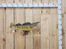 30" Walleye Real Skin Fish Taxidermy
