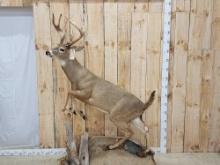 Whitetail Buck Deer Full Body Taxidermy Mount