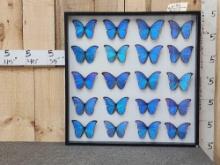 20 Giant Blue Morpho Butterflies In Display