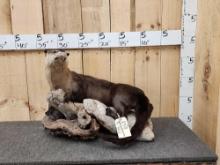 River Otter Full Body Taxidermy Mount
