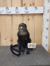 Putty Nosed Monkey Full Body Taxidermy Mount