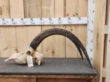 African Sable Antelope Skull Taxidermy