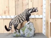 African Civet Full Body Taxidermy Mount