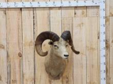 Rocky Mountain Bighorn Ram Sheep Shoulder Mount Taxidermy