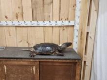BIG Snapping Turtle Full Body Taxidermy Mount