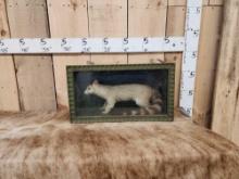 Vintage Ring Tail Cat Full Body Taxidermy Mount