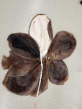 7 Soft Tanned Beaver Furs Taxidermy