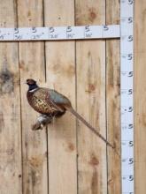 Ring Neck Pheasant Perched On Driftwood Full Body Bird Taxidermy