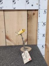 Yellow Fronted Canary Bird Taxidermy
