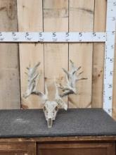 200" Class Whitetail Antlers On Skull