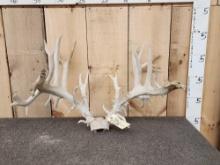 Upper 200 Class Whitetail Antlers On Skull Plate