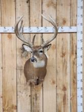 14 Point Whitetail Shoulder Mount Taxidermy