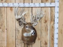 GIANT 300 Class Whitetail Shoulder Mount Taxidermy