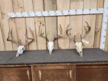 3 Sets Of Whitetail Antlers On Skull