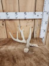 71 4/8" Iowa Whitetail Shed Antler