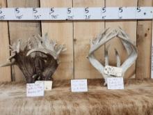 SUPER RARE Shared Pedicle Whitetail Shed Antlers