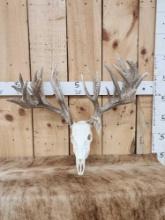 290" Whitetail Shed Antlers On Skull