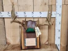 4x5 Whitetail Antlers On Plaque