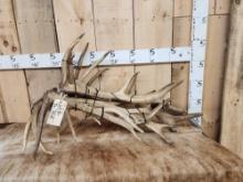 16.6 Lbs Of Elk Shed Antlers