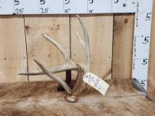 Double Beam Whitetail Shed Antler