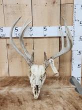 Double Main Beam Whitetail Antlers On Skull