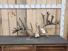 High 200 Class Whitetail Antlers On Skull Plate