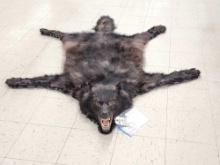 Beautiful Alaskan Black Wolf Rug Taxidermy