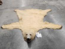 Polar Bear Rug Taxidermy