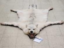 Arctic Tundra Wolf Rug Taxidermy