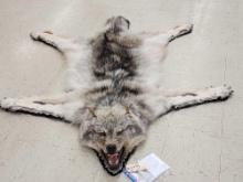 Big Alaskan Wolf Rug Taxidermy