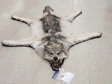 Alaskan Wolf Rug Taxidermy