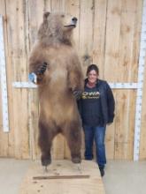 Alaskan Kodiak Brown Bear Full Body Taxidermy Mount