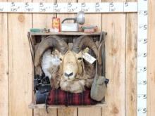 Stone Sheep Pack Out Taxidermy Mount