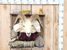 Alaskan Dall Sheep Pack Out Taxidermy Mount