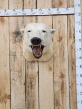 Polar Bear Shoulder Mount Taxidermy