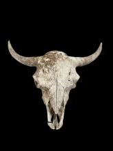 122 Year Old American Bison Buffalo Skull From The Last Wild Herd From The Dick Idol Museum