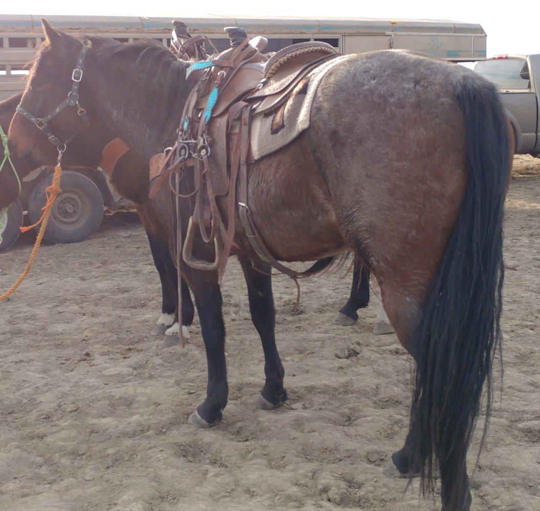 HIP 15 BAKKEN BABY (“MAC”)2011 AQHA Bay Roan Gelding