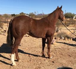 Hip 9  JGD OLENA CHEX (“POOKIE”) 2010 AQHA Sorrel Mare