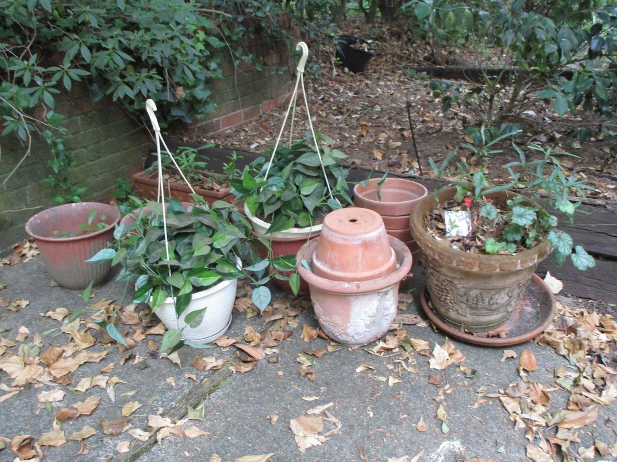 Lot - Misc. Planters & Live Plants